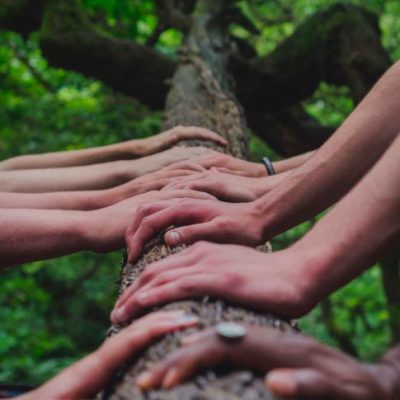 arbol